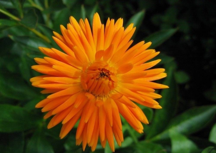 Народни средства за косопад при жени у дома