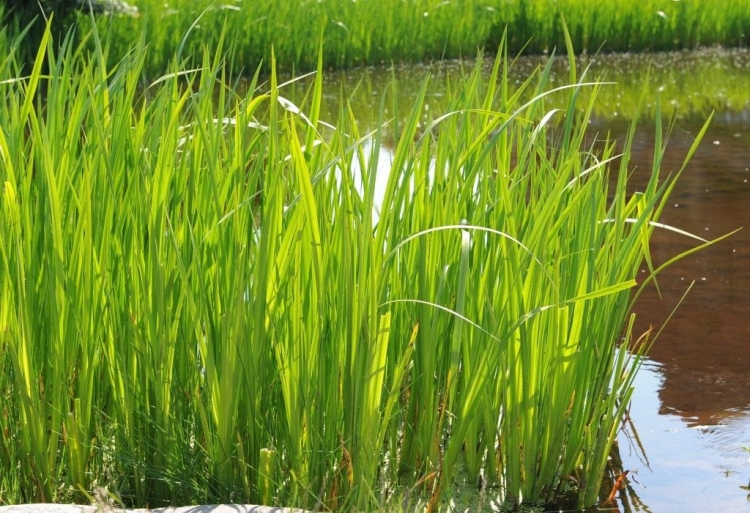 Народни средства за косопад при жени у дома