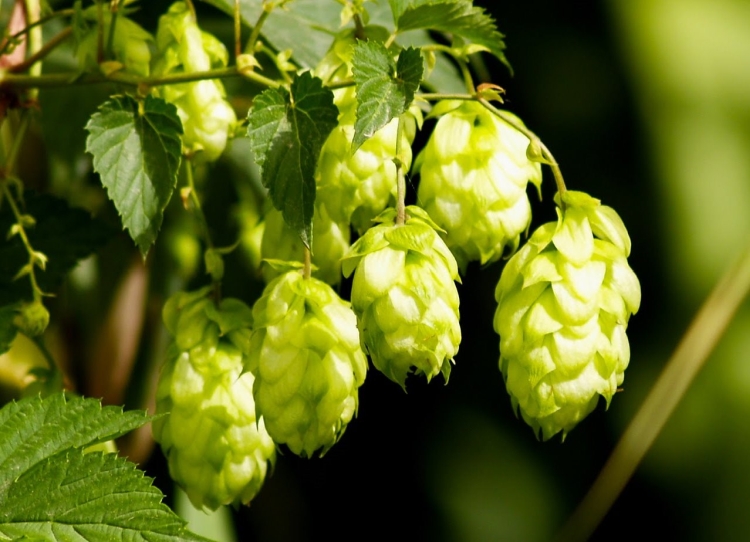 Народни средства за косопад при жени у дома