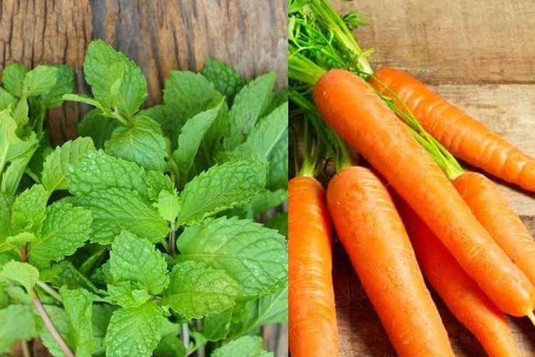 Máscaras caseiras de caspa para cabelo