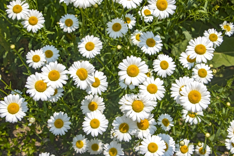 Argila branca para cabelo