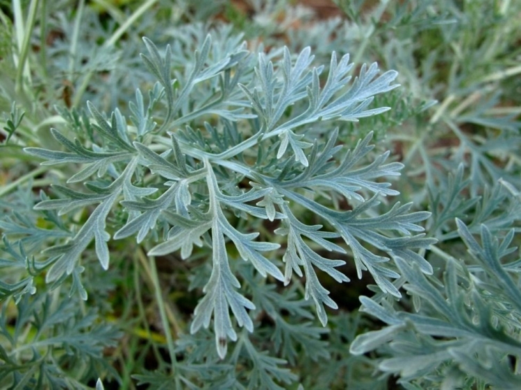 Народни средства за косопад при жени у дома