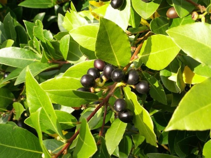 Óleo de cânfora para cabelo