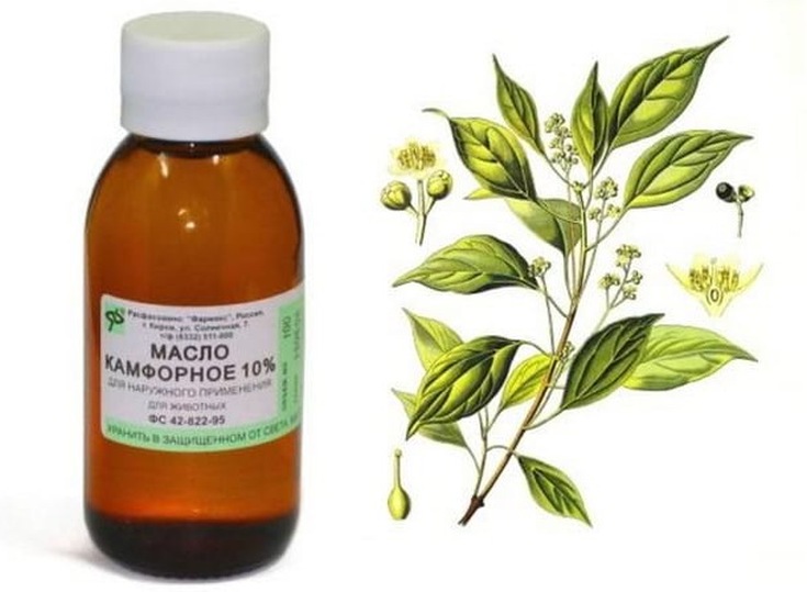 Óleo de cânfora para cabelo