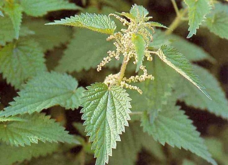 Óleo de bardana para cabelo