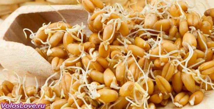 Óleo de gérmen de trigo para cabelo