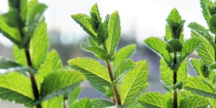 Óleos essenciais para o cabelo