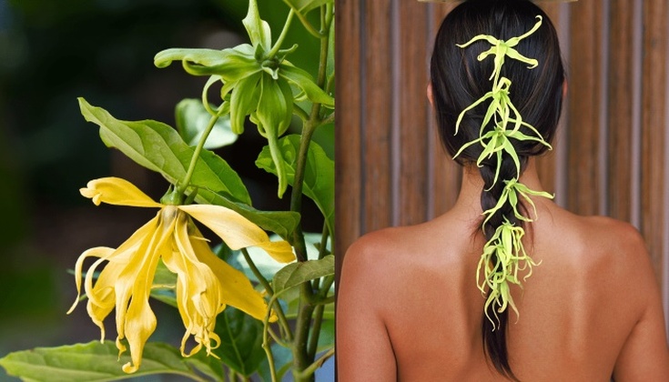 Óleos essenciais para o cabelo