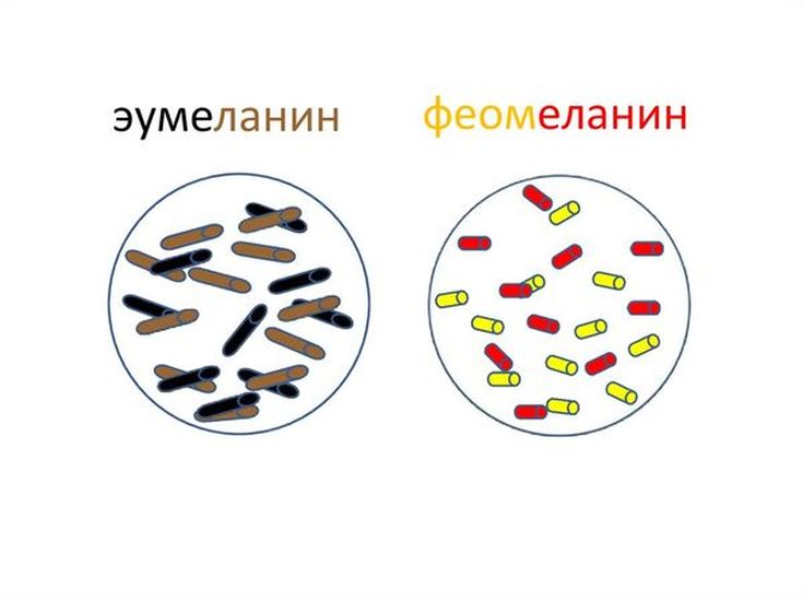 Fundo clareador de cabelo (cartela de cores)